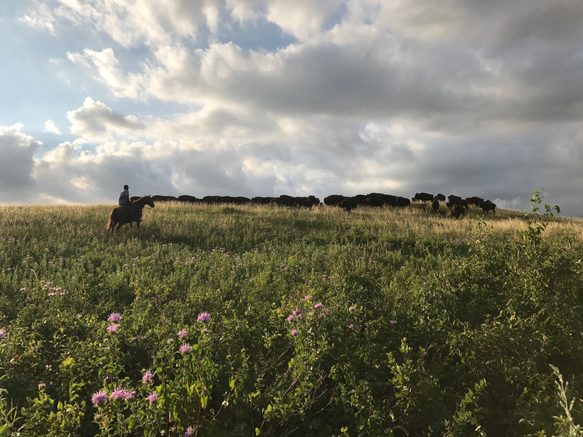 Bison and person on horseback in South Dakota
